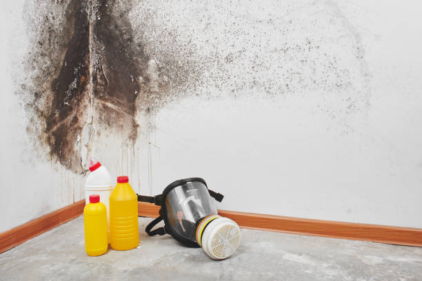 Best Toxic Mold Removal  in Magnolia, NC