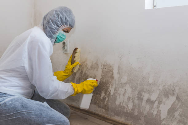 Attic Mold Removal in Magnolia, NC