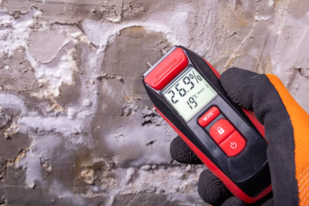 Best Mold Damage Repair  in Magnolia, NC