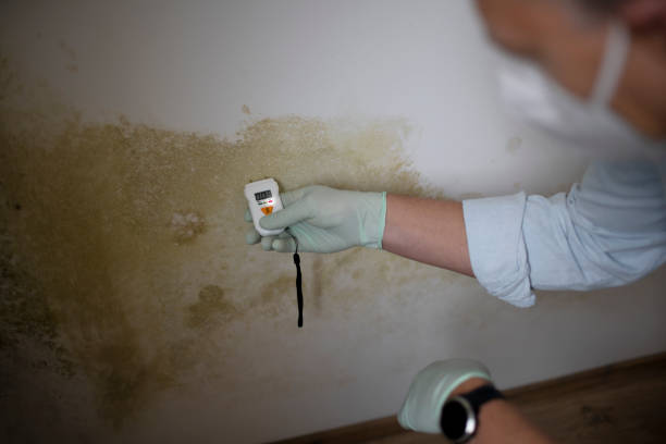 Trusted Magnolia, NC Mold Removal Experts