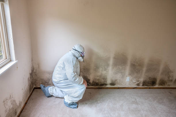 Best Professional Mold Removal  in Magnolia, NC